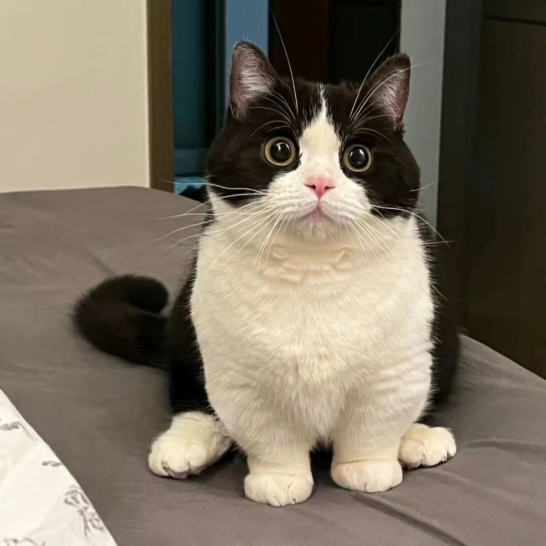 活物中华田园猫猫咪幼崽小奶猫橘猫橘白狸猫黑猫猫咪真猫宠物猫咪